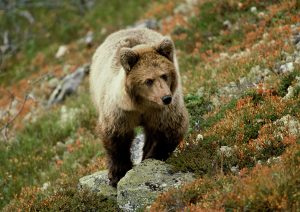En fjällvandrare har attackerats och bitits av en björn.