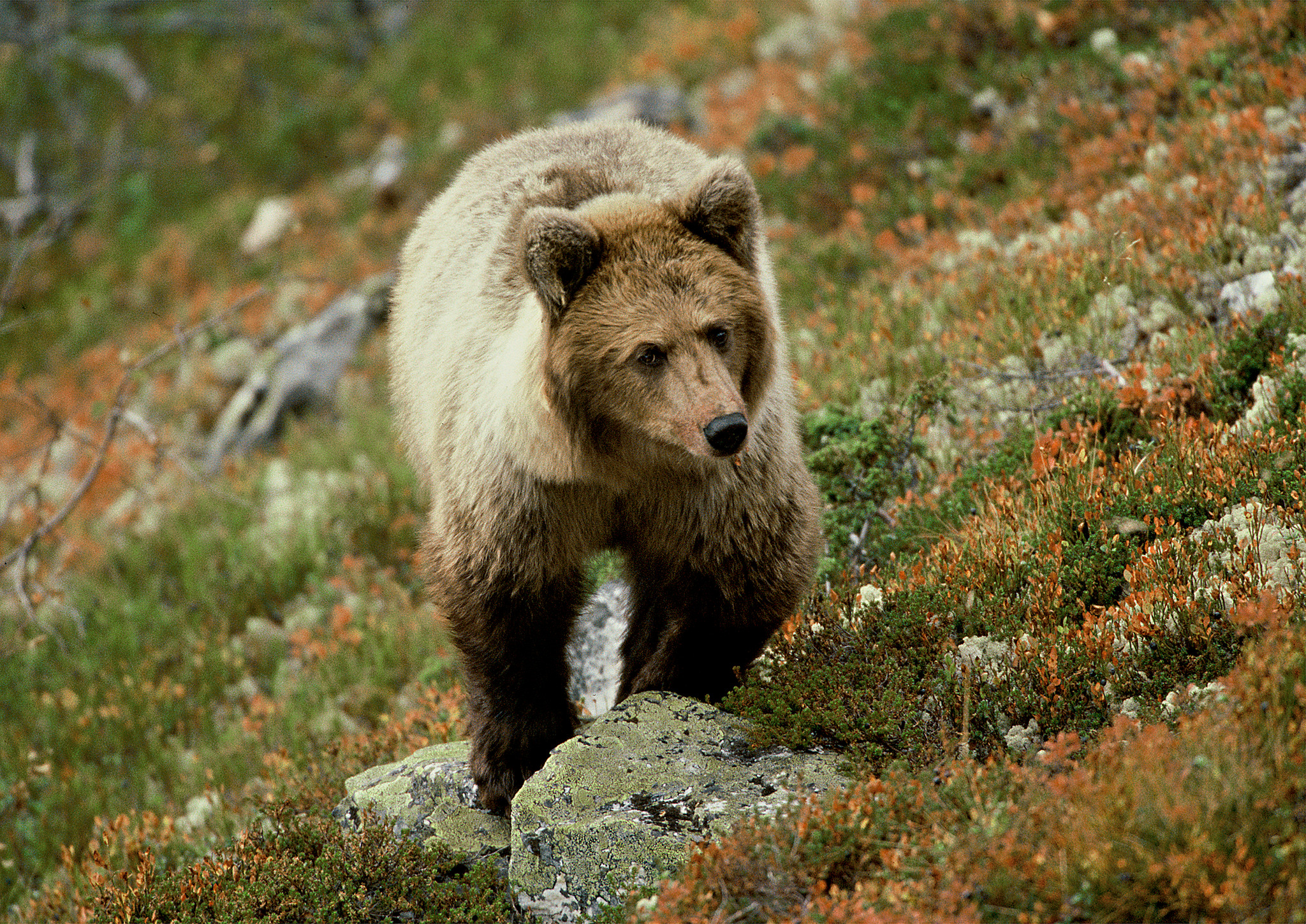 En fjällvandrare har attackerats och bitits av en björn.