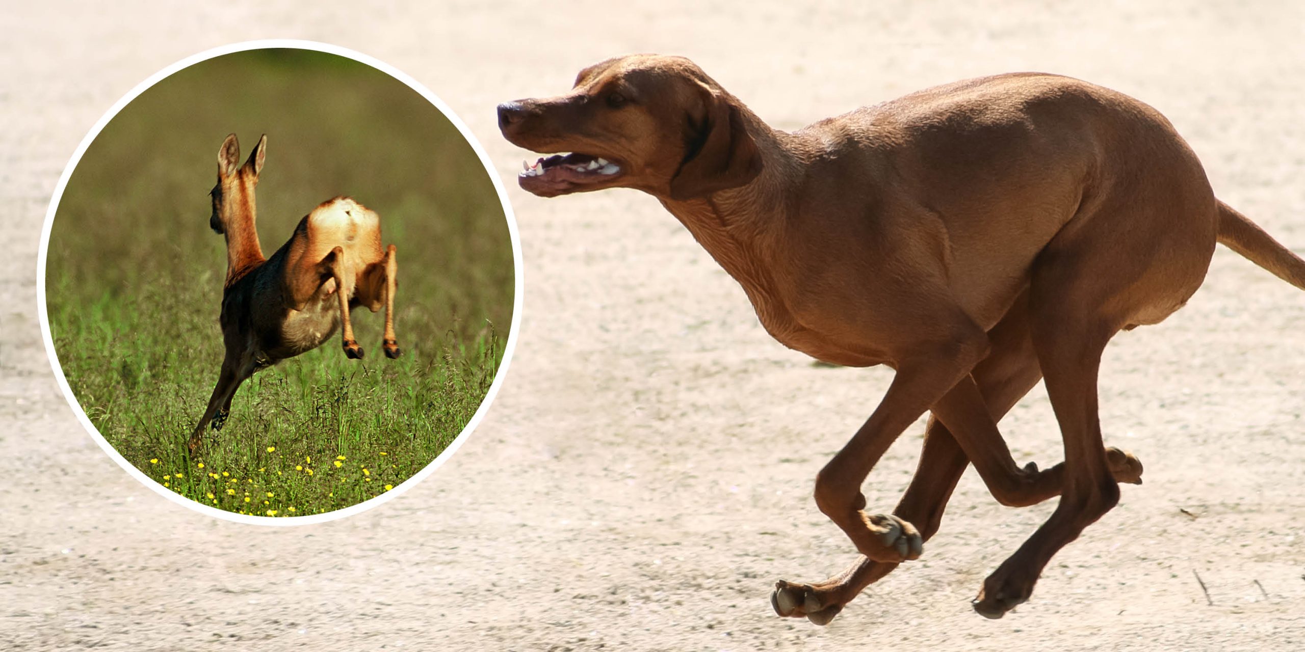 Den snabbsprungna rasen rhodesian ridgeback har avlats fram för att jaga lejon i södra Afrika. Nu används ett antal individer för att jaga rådjur i Sverige. Foto: Dmitry Steshenko / Mostphotos & Kenneth Johansson