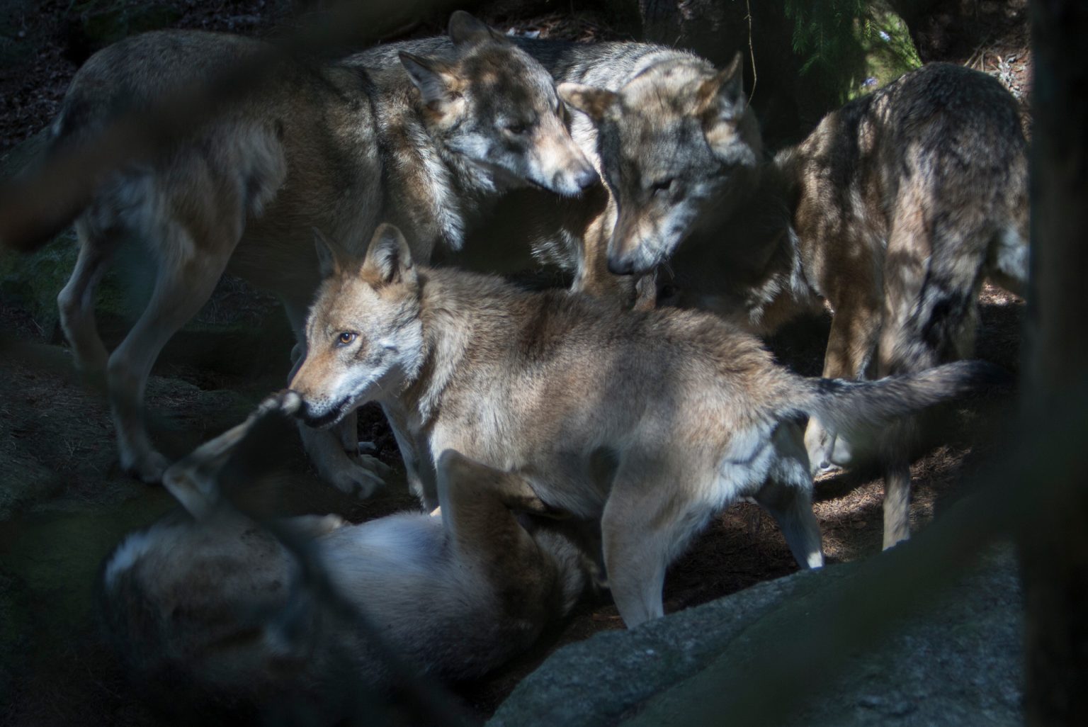 Naturvårdsverket: Rekordlåg risk för inavel i vargstammen | Svensk Jakt