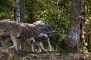 Regeringen har beslutat om ett lägre golv för landets vargstam. Foto: (i hägn) Ingemar Pettersson