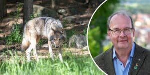 Jägareförbundets ordförande Peter Eriksson välkomnar regeringens besked om att vargstammen ska sänkas. Vargfoto: (i hägn) Olle Olsson & Lars Nilsson