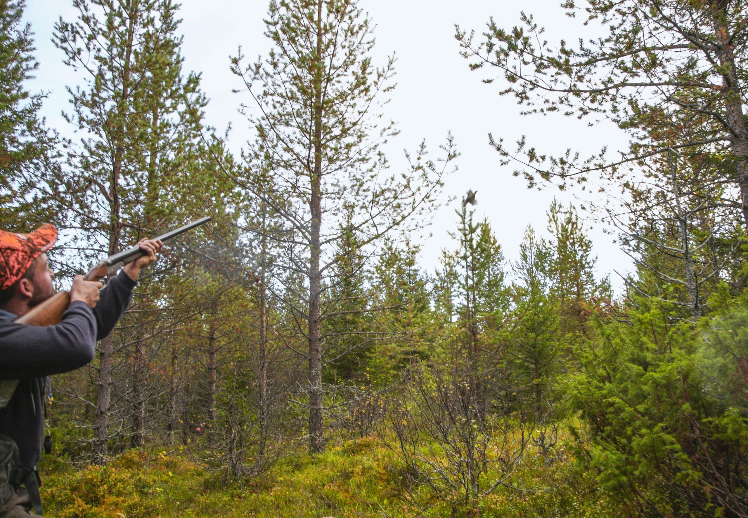 För skogsfågeljägaren är stålhagel kanske det mest realistiska alternativet till bly, eftersom det kan gå åt en hel del ammunition när jakten går bra. Foto: Ulf Lindroth