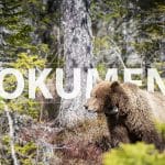 Statistik från flera björnlän visar hur medelvikter och könssammansättning av fällda björnar förändrats över tid. Foto: Tommy Östlund