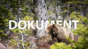 Statistik från flera björnlän visar hur medelvikter och könssammansättning av fällda björnar förändrats över tid. Foto: Tommy Östlund