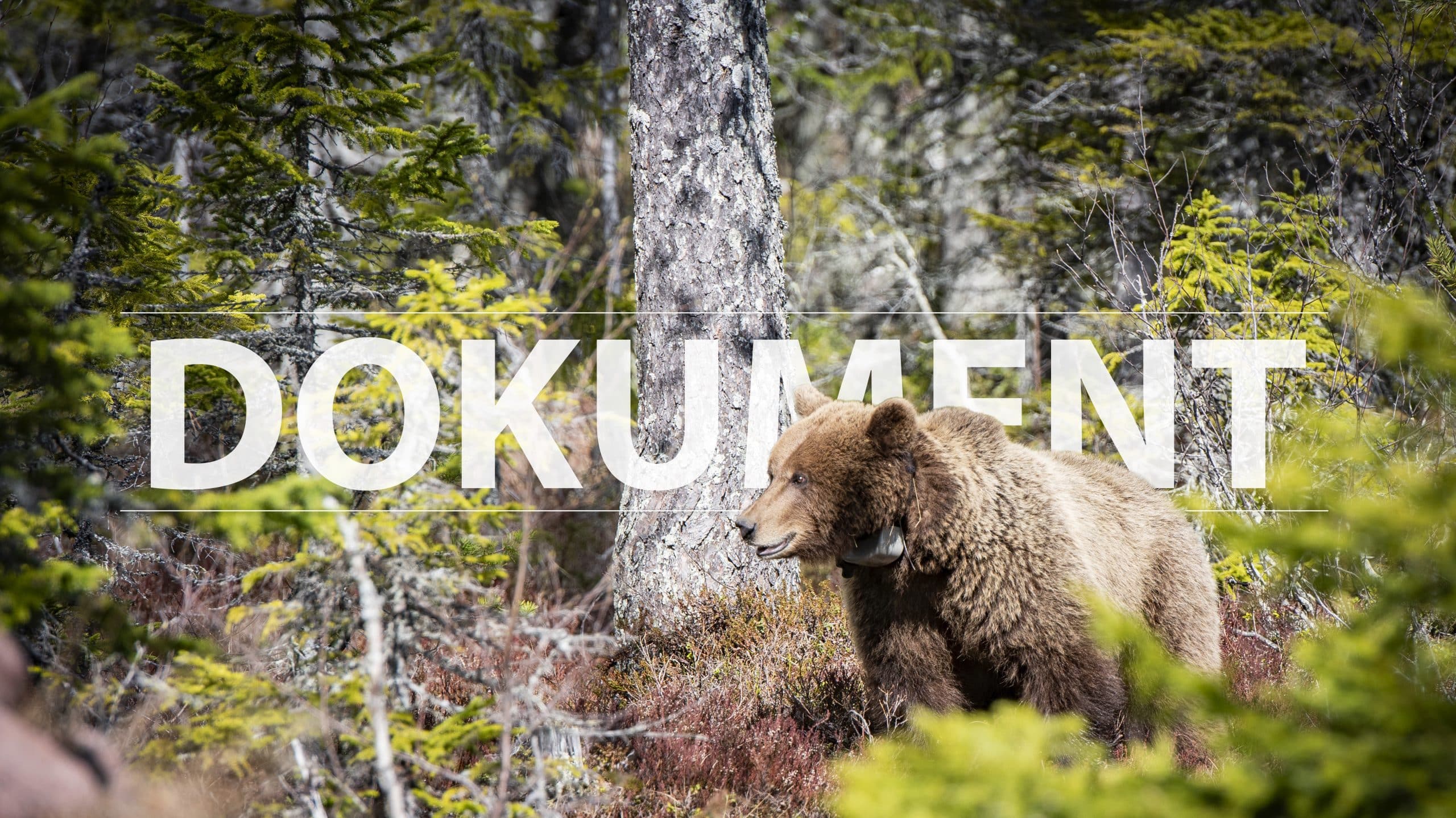 Statistik från flera björnlän visar hur medelvikter och könssammansättning av fällda björnar förändrats över tid. Foto: Tommy Östlund