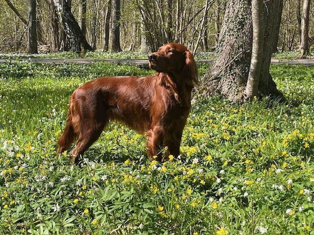 Irländsk röd Setter valpar