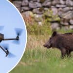 Länsstyrelsen tillåter skyddsjakt med hjälp av drönare med värmekamera. Foto: Per Jonsson & Ingemar Pettersson