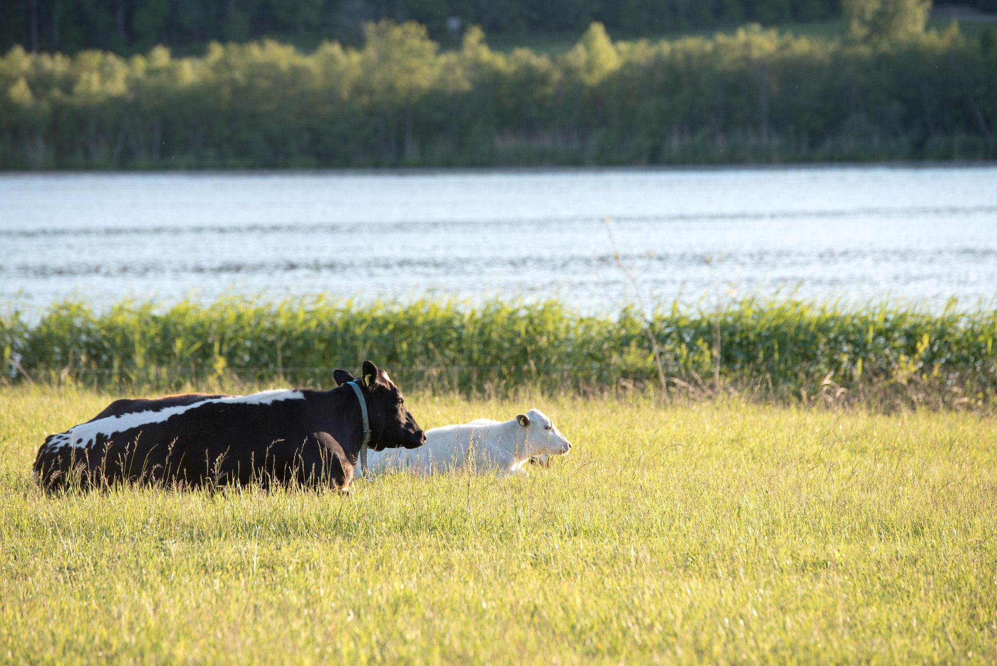 En varg sköts när den inte gick att skrämma ut ur en hage med kor och kalvar.