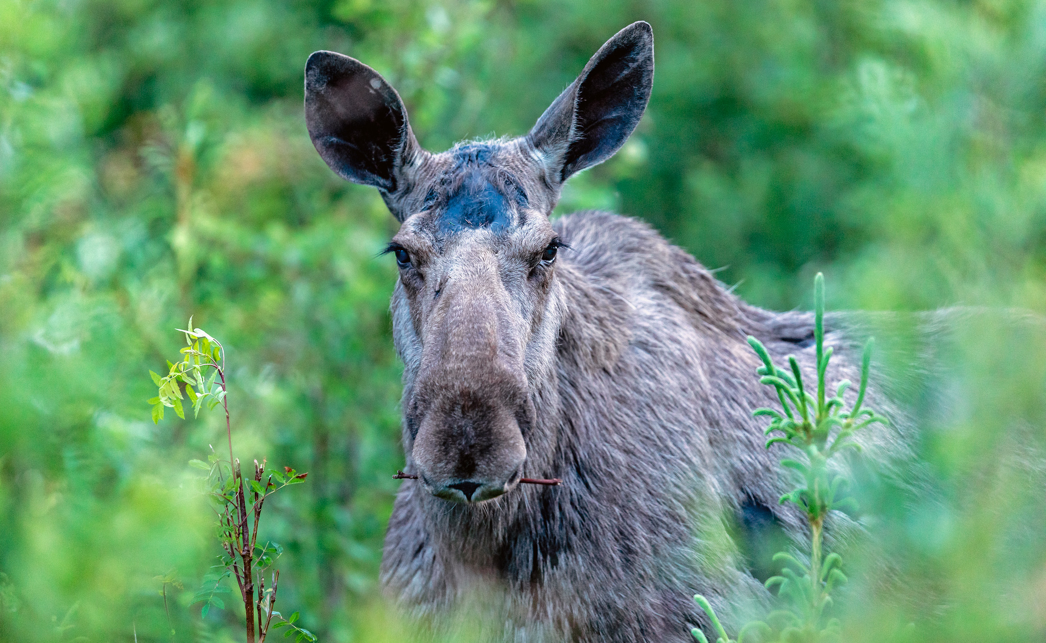 När älgar och andra hjortdjur betar på träden uppstår skador som orsakar minskad tillväxt och försämrad virkeskvalitet.