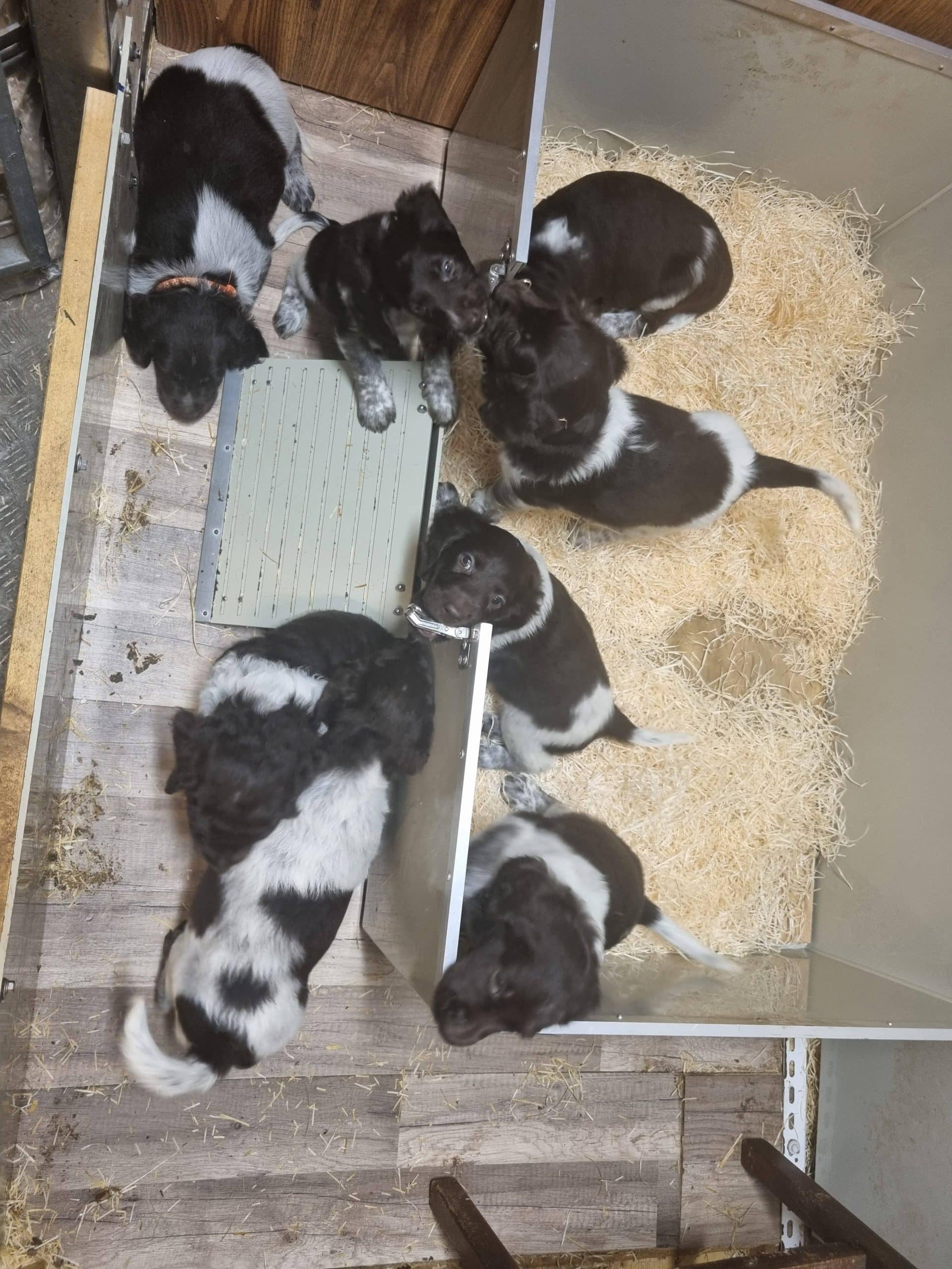 Kleine Münsterländer valpar