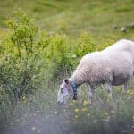 Länsstyrelsen betalar ut ersättning efter att varg och lodjur dödat får i Örebro län.