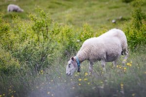 Länsstyrelsen betalar ut ersättning efter att varg och lodjur dödat får i Örebro län.