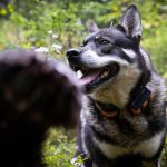 465 björnar får fällas vid årets licensjakt.