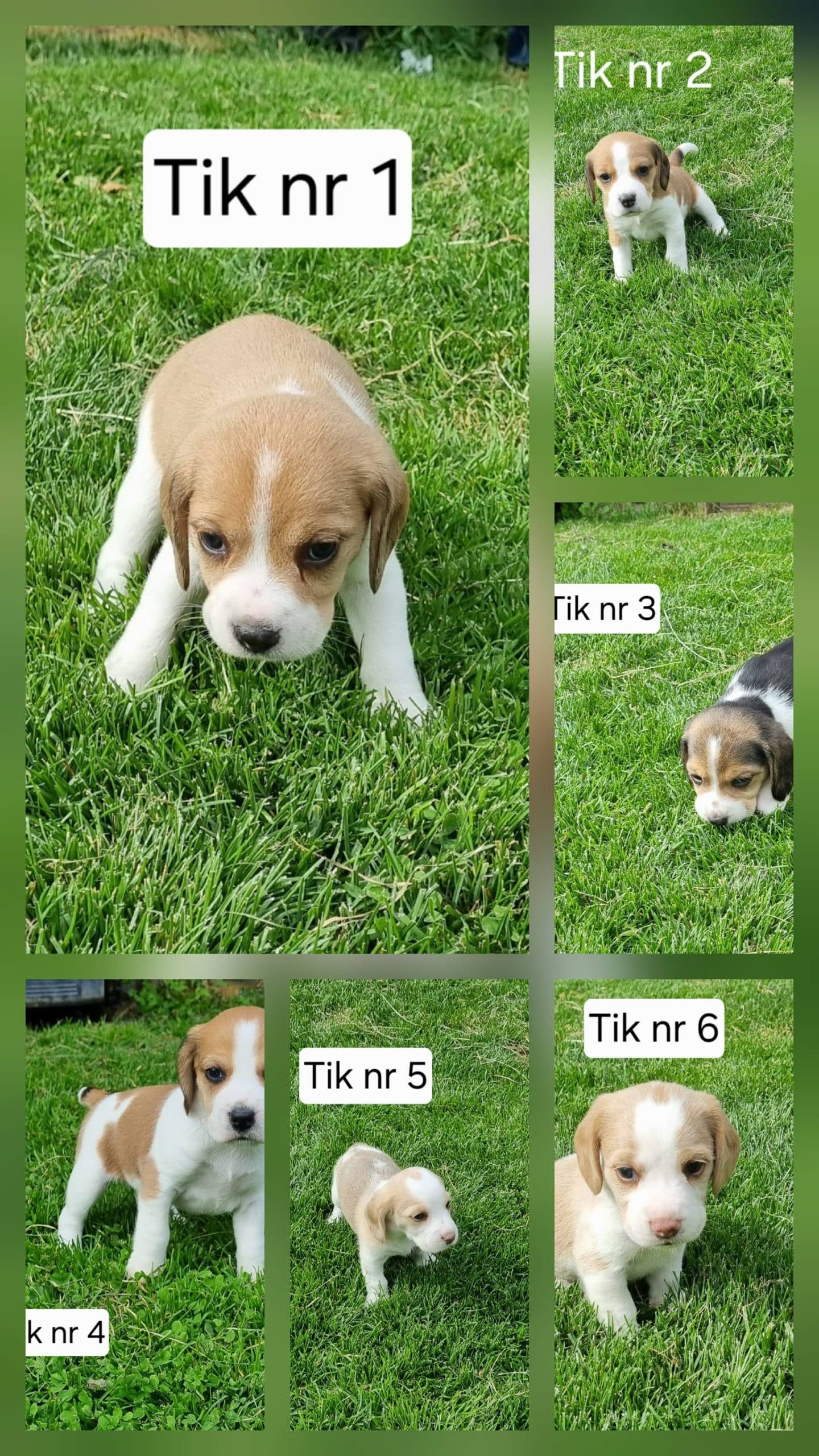 Beagle/Drever
