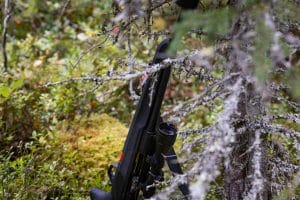 Licensjakten på björn pågår som längst till 30 september.