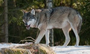 Arkivfoto på varg i hägn: Ingemar Pettersson