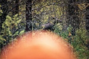 Höga fällavgifter på älg blir, enligt länsföreningen, kontraproduktivt och stimulerar inte avskjutning av små och klena djur. Foto: Per Jonson