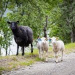 Tre får dödades vid angreppet.