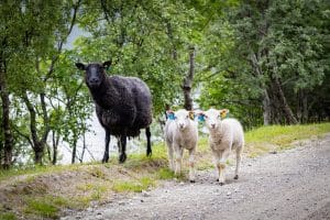 Tre får dödades vid angreppet.