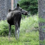 Världsnaturfonden, WWF, anser att det ska skjutas för många älgar i landet i höst.
