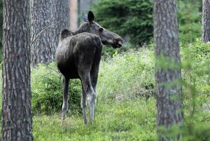 Världsnaturfonden, WWF, anser att det ska skjutas för många älgar i landet i höst.