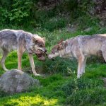 Vargar dödade gråhund – nu ansöks det om skyddsjakt