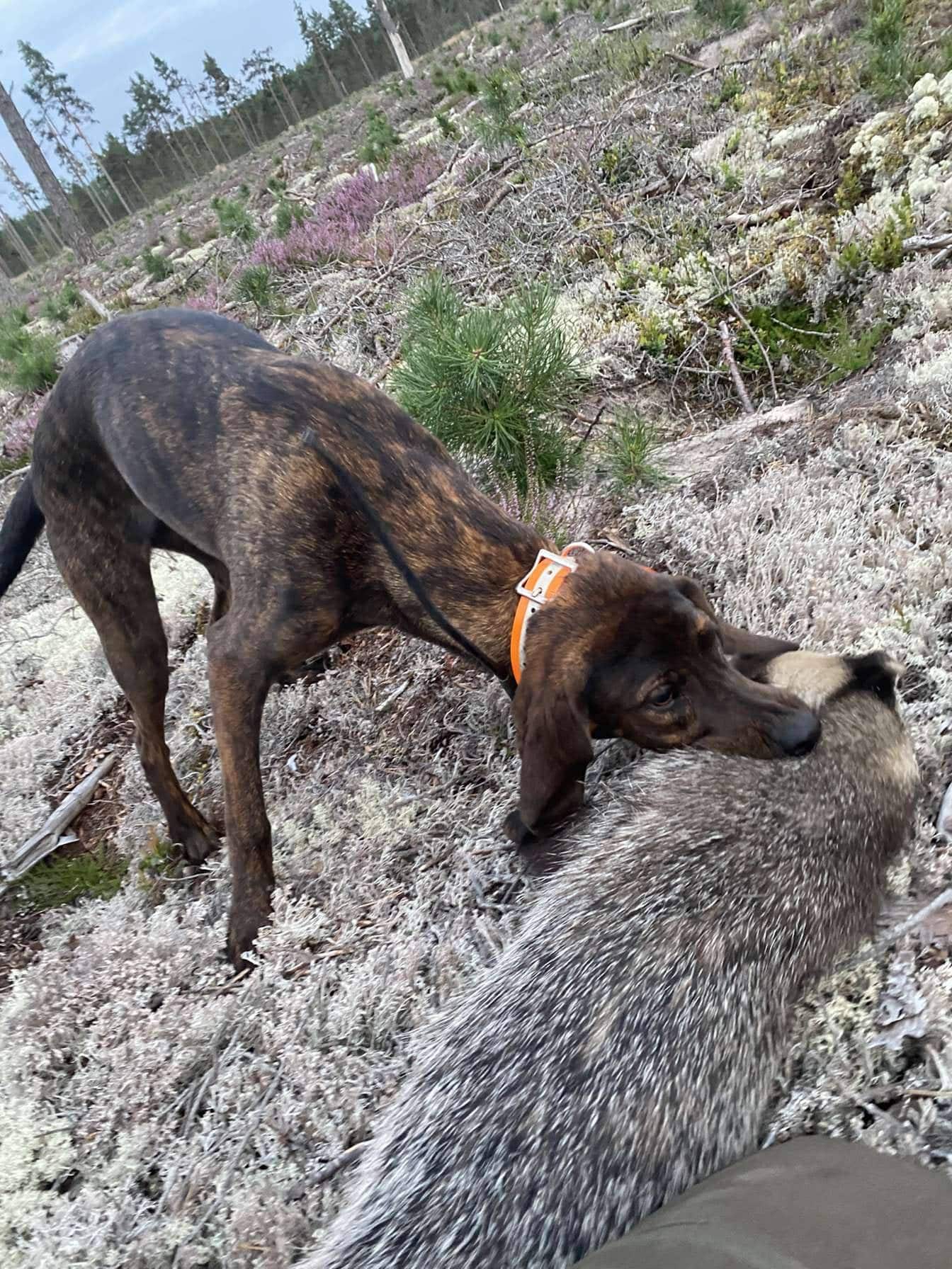 Plott/Rysk stövare valpar