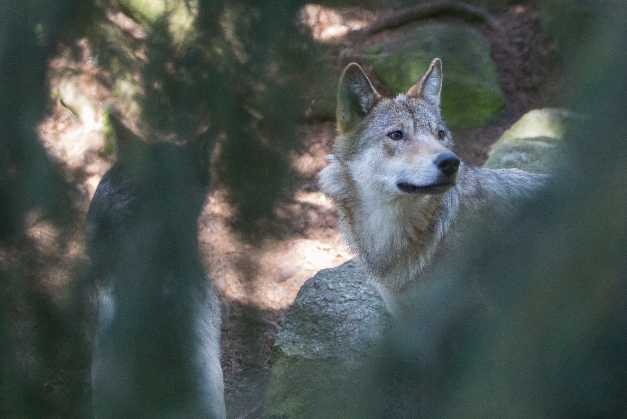 En hundägare har ansökt om skyddsjakt på två vargar.