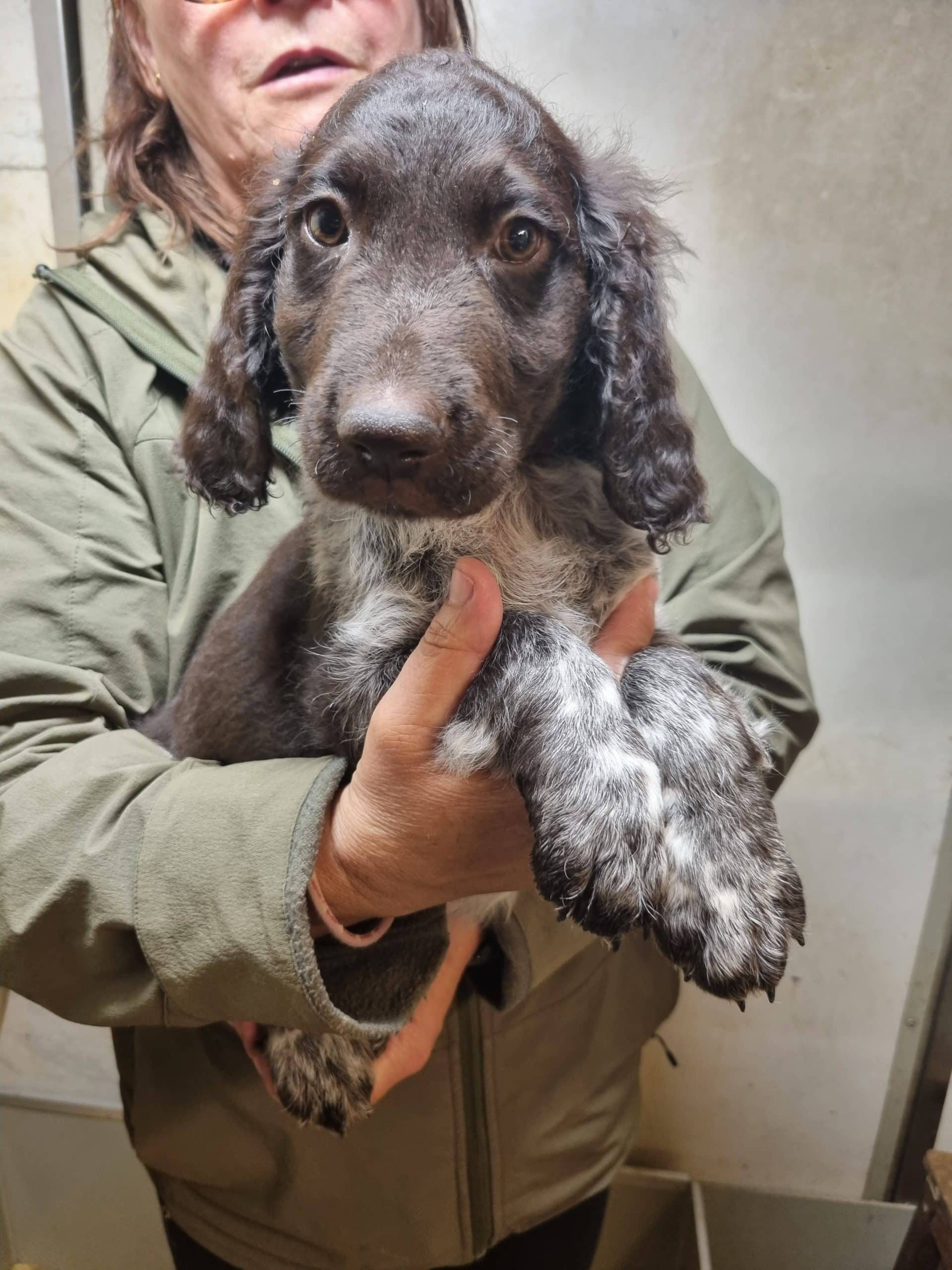 Kleine Münsterländer