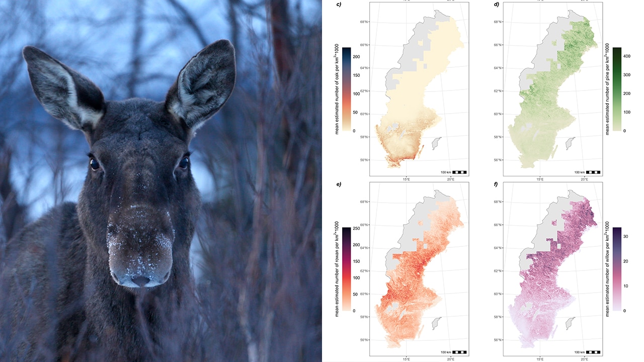Ny karta över var älg och hjort kan hitta föda | Svensk Jakt