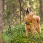 I nästan 30 år har Orsajägarna kämpat för att all jakt ska vara tillåten inom kommunens naturreservat.