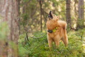 I nästan 30 år har Orsajägarna kämpat för att all jakt ska vara tillåten inom kommunens naturreservat.