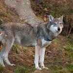 En laika har attackerats under pågående älgjakt. Foto: (i hägn) Ingemar Pettersson