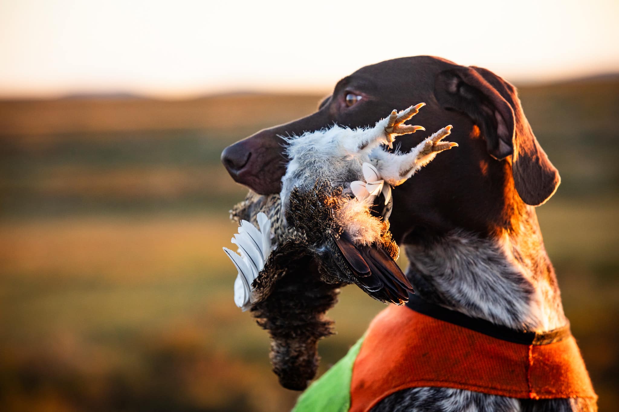 I praktiken ser vi hur regeringen står passiv medan JK avstår från att använda den lagstiftning som faktiskt finns. Vi kräver att regeringen tar sitt ansvar. Det är dags att infria löftet till svenska folket, skriver debattörerna angående rättsprocessen om jakten i fjällen.
