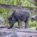 Älvkarleby kommun vill införa skottpengar på vildsvin.