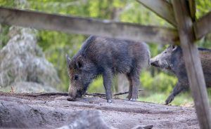 Älvkarleby kommun vill införa skottpengar på vildsvin.