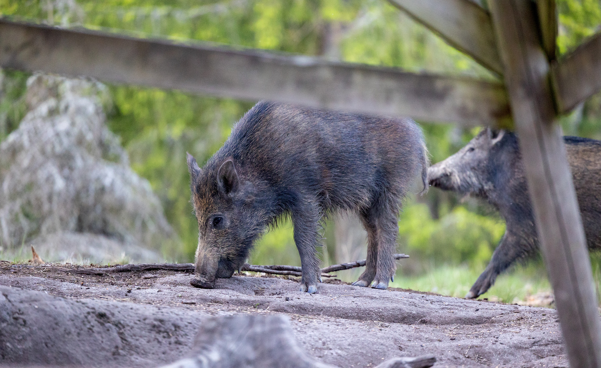 Älvkarleby kommun vill införa skottpengar på vildsvin.