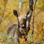 Älgförvaltningssystemet gör hela älgjakten till ett ”chicken race”. Att välja rätt djur i den situationen är nästan omöjligt, skriver debattören.