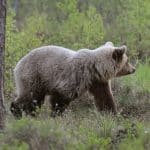 Med statistik kan man ofta finna stöd för det mesta man vill bekräfta med siffror. Till exempel att björnstammen har minskat eftersom det kommit in färre antal prover i år än förra gången stammen inventerades. Men är det verkligen på det viset, frågar debattören.