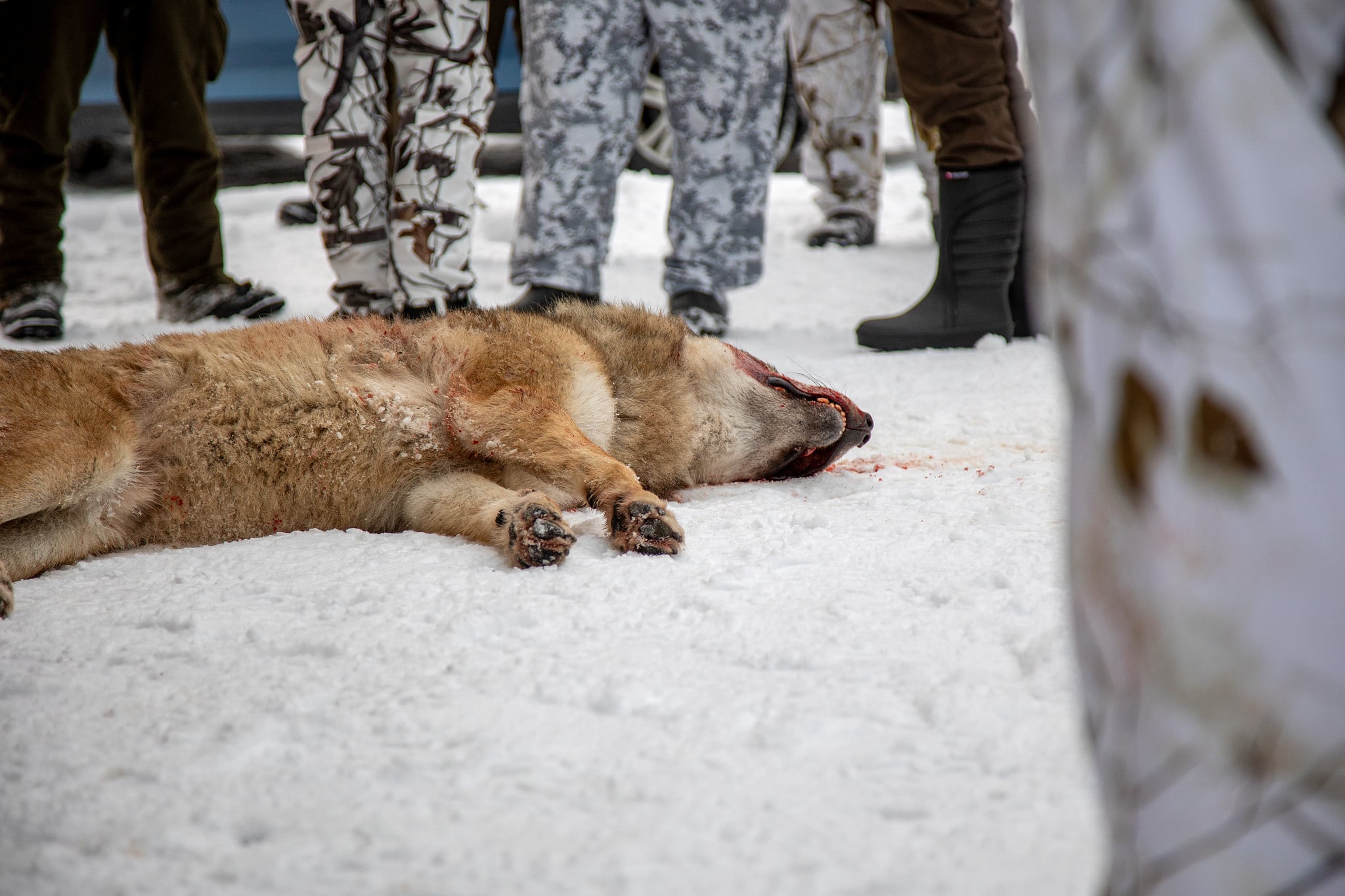 Reglerna om gps-övervakning av vargjägare som utfärdats av länsstyrelserna saknar all rimlig verklighetsförankring, skriver debattören.
