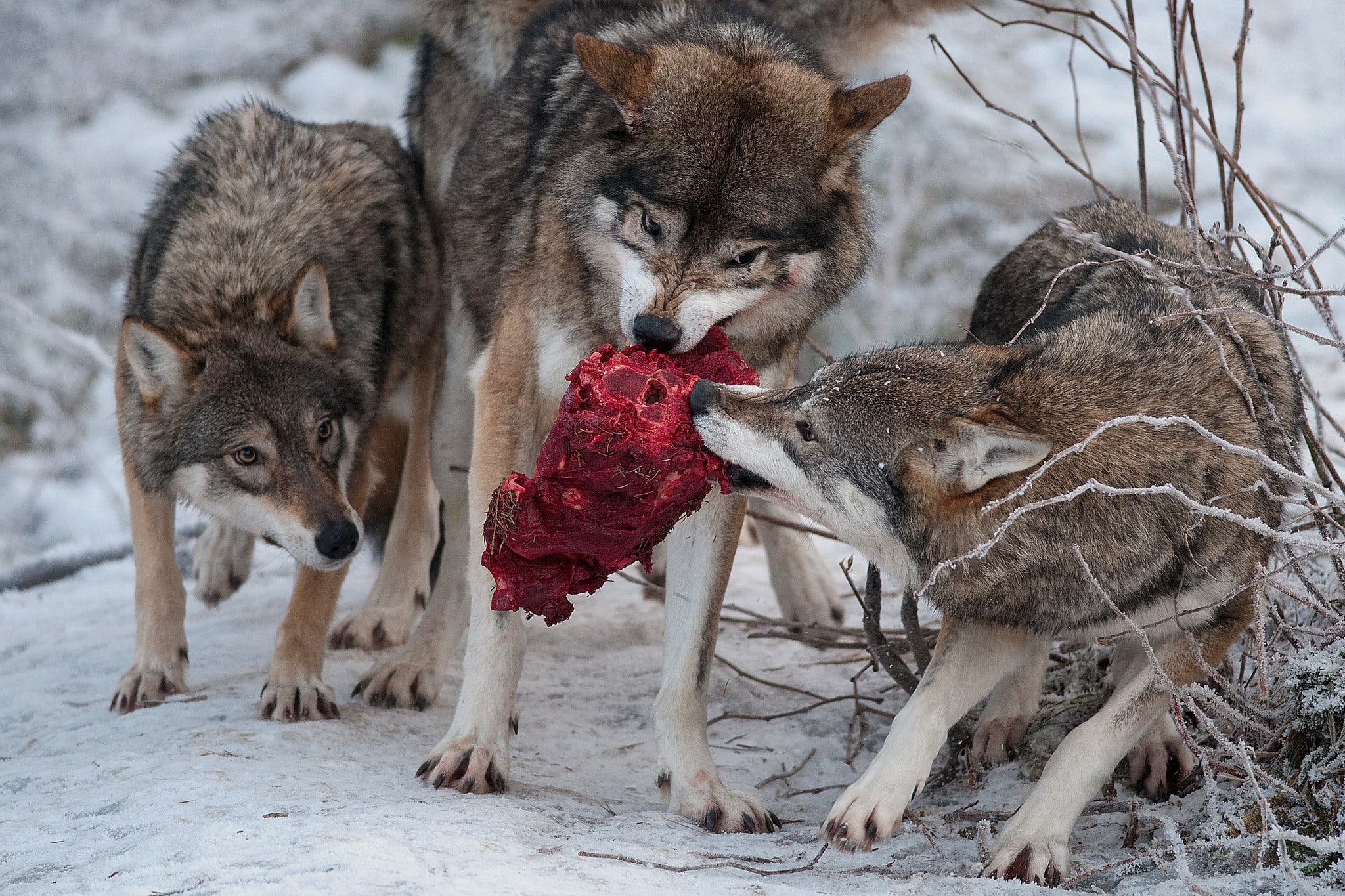 Återinförandet av frilevande varg i våra skogar har varit det mest effektiva medlet för att skada och begränsa jakten och den urgamla svenska sedvänjan att jaga med drivande och ställande hundar, skriver debattören.