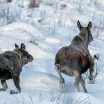 Debattören riktar hård kritik mot Naturvårdsverket som föreslår en längre jakttid på älg.