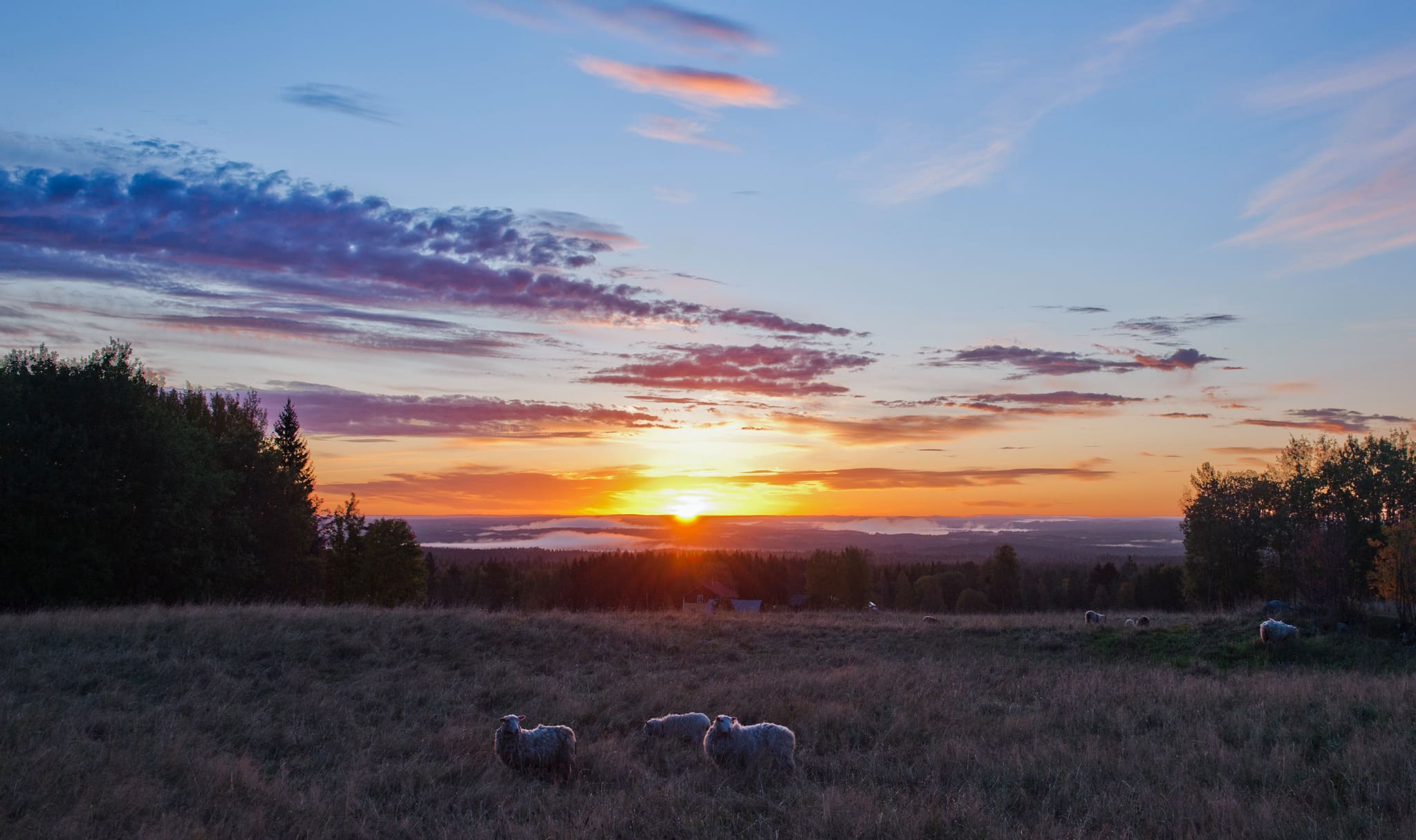 Jag hoppas att någon organisation eller myndighet som värnar både om miljö och naturskydd överklagar förvaltningsrättens beslut att stoppa vargjakten, skriver debattören.