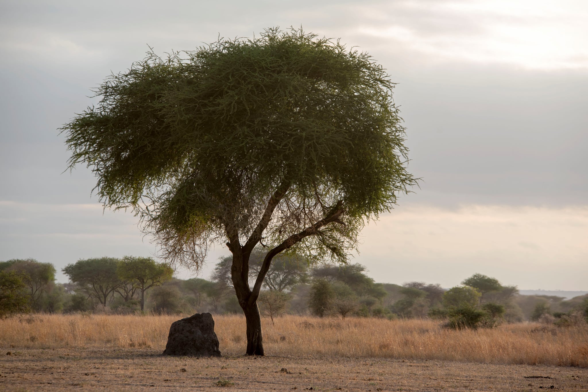 Företaget sysslade med jaktresor till olika länder i världen.