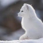 Jakten på rödräv är en av anledningarna till att fjällrävarna ökar långsiktigt.