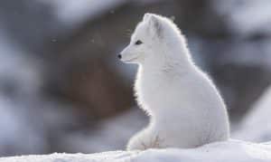 Jakten på rödräv är en av anledningarna till att fjällrävarna ökar långsiktigt.