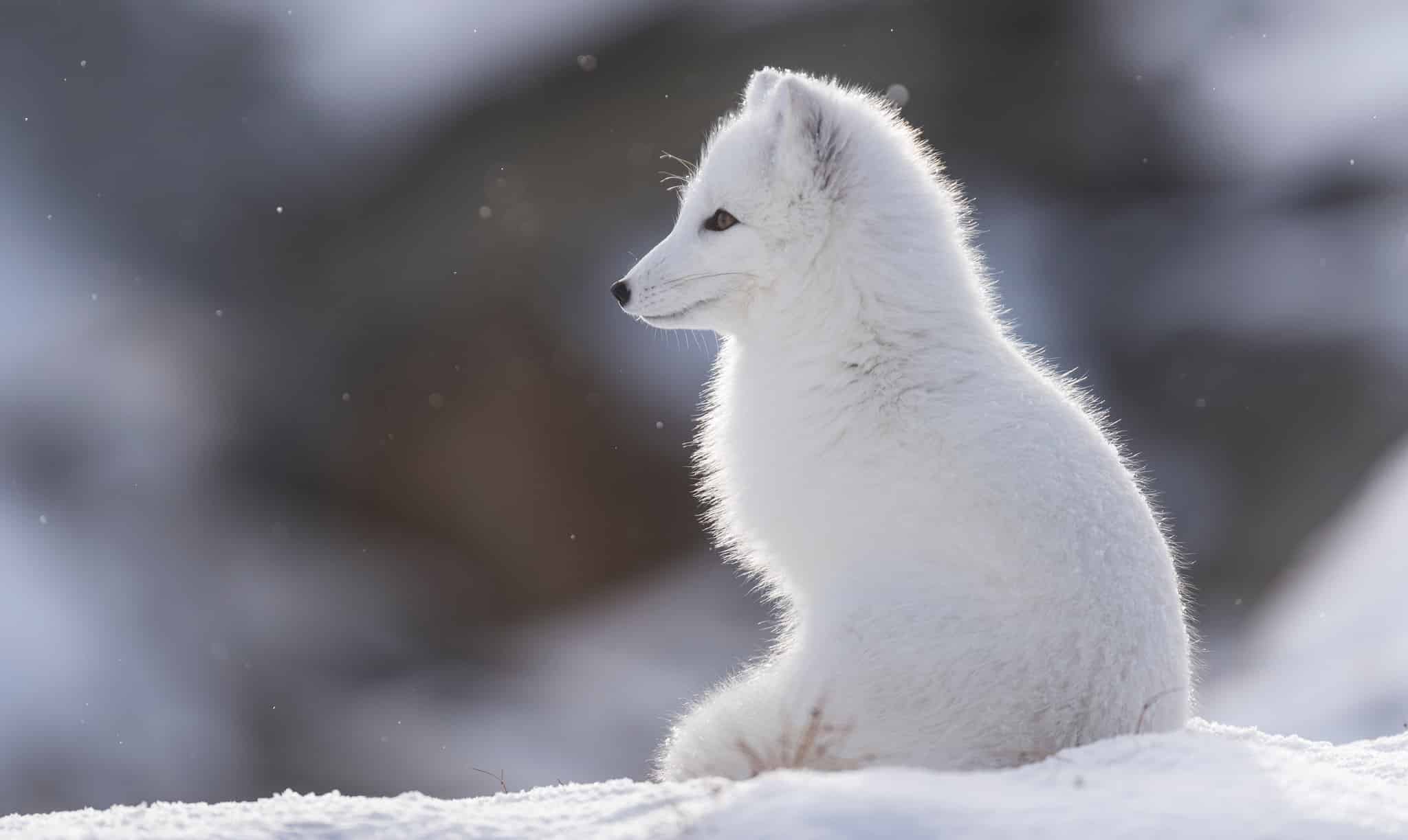Jakten på rödräv är en av anledningarna till att fjällrävarna ökar långsiktigt.