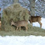 Aldrig för sent att börja – så lyckas du med stödutfodring av rådjur