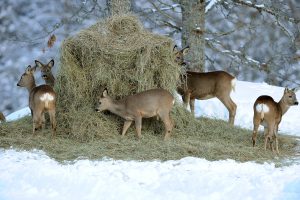 Ensilage är ett bra och billigt fodermedel för rådjur. Kom ihåg att hålla i utfodringen tills rådjuren lämnar foderplatserna självmant. Foto: Kenneth Johansson